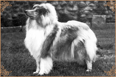 Q`Cathy de Gold Collies