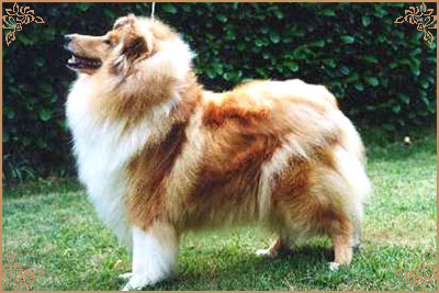 Q`Cathy de Gold Collies