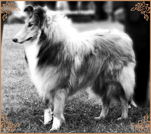 Ralvera`s Meadow Marquis