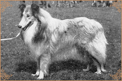 Ralvera`s Meadow Marquis