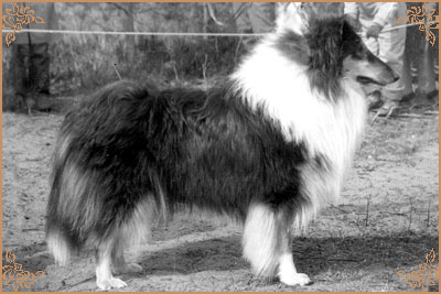 Reval Heidelind`s Black Hairyharta