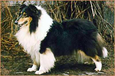Reval Heidelind`s Black Hairyharta