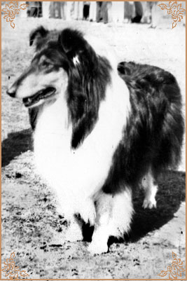 Reval Heidelind`s Black Hairyharta