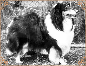 Reval Heidelind`s Black Hairyharta