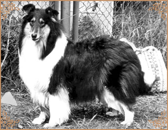 Reval Heidelind`s Black Hairyharta