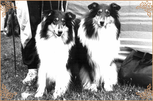 Reval Heidelind`s Black Hairyharta