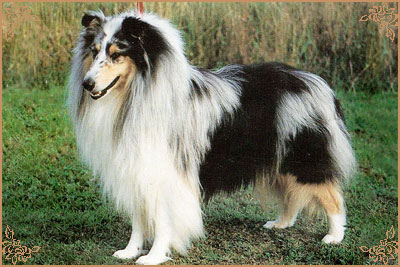 Rickwood Nickolas Silver of Fernlark