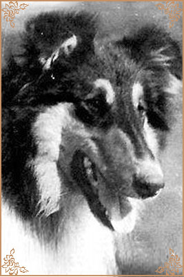Riffelsee Royalist