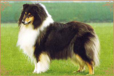 Roanburn Black Cherry Roanburn Black Cherry, Crufts Winners
