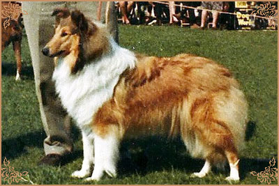 Romney of Rokeby Romney of Rokeby, Crufts Winners