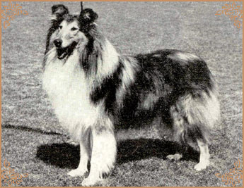 Rowdina Dramatic of Dunsinane Rowdina Dramatic of Dunsinane, Crufts Winners