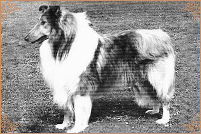 Royal Ace of Rokeby