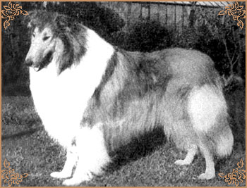 Royal Ace of Rokeby