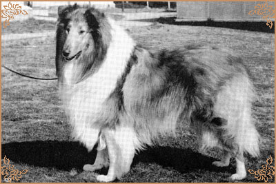 Royal Ace of Rokeby Royal Ace of Rokeby, Crufts Winners