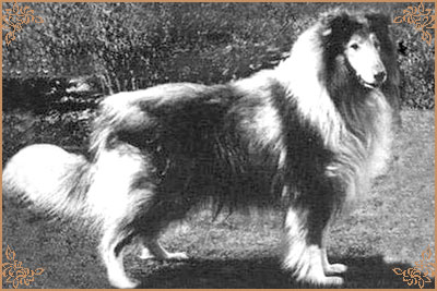 Royal Ace of Rokeby
