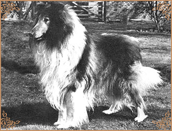 Royal Ace of Rokeby