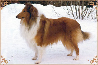 Royalist of Rokeby