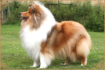 Samhaven Moet, Crufts Winners