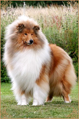 Samhaven Moet, Crufts Winners