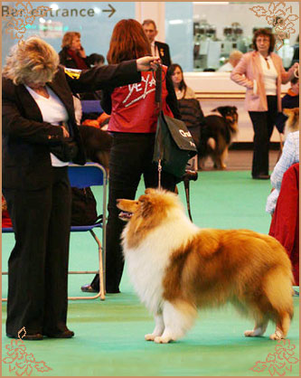Samhaven Moet, Crufts Winners