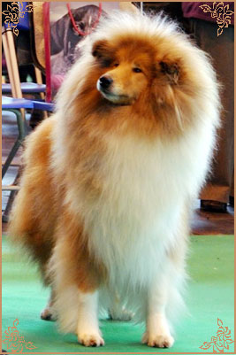 Samhaven Moet, Crufts Winners