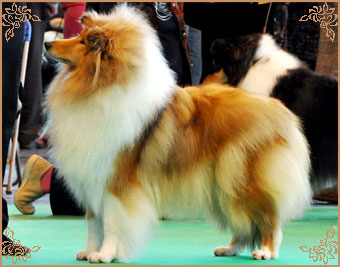 Samhaven Moet, Crufts Winners