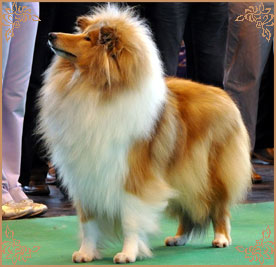 Samhaven Moet, Crufts Winners