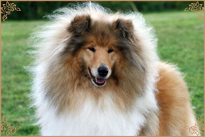 Samhaven Moet, Crufts Winners