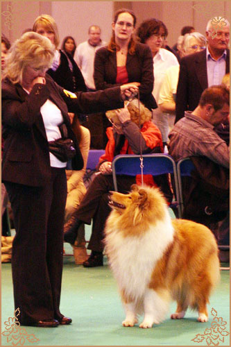 Samhaven Moet, Crufts Winners