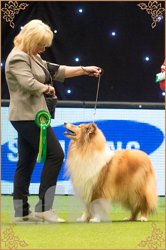 Samhaven Wired For Sound, Crufts Winners