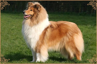 Samhaven Wired For Sound, Crufts Winners