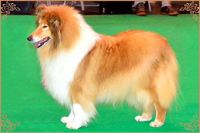 Samhaven Wired For Sound, Crufts Winners