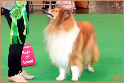 Samhaven Wired For Sound, Crufts Winners
