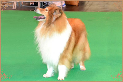 Samhaven Wired For Sound, Crufts Winners