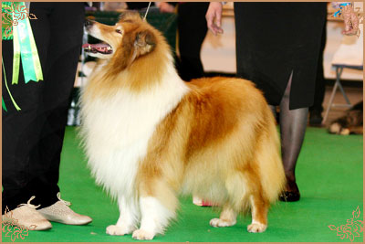 Samhaven Wired For Sound, Crufts Winners