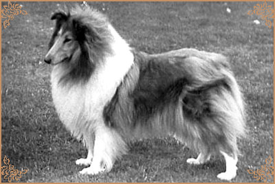 Sandiacre Scarlet O`Hara from Cathanbrae Sandiacre Scarlet O`Hara from Cathanbrae, Crufts Winners