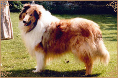 Sandiacre Silence Is Golden, Crufts Winners