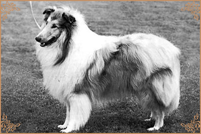 Sandiacre Silence Is Golden, Crufts Winners
