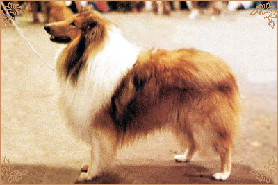 Sandiacre Silence Is Golden, Crufts Winners