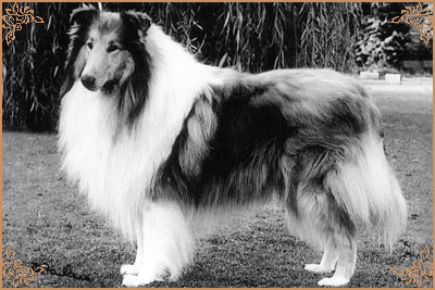 Sandiacre Silence Is Golden Sandiacre Silence Is Golden, Crufts Winners