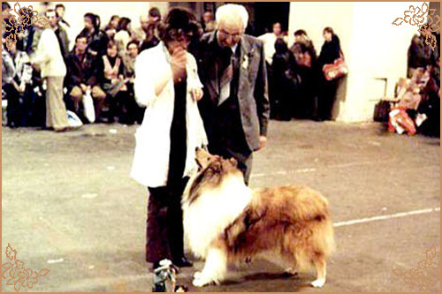 Sandiacre Silence Is Golden, Crufts Winners