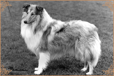 Sandiacre Sweet Georgia Brown
