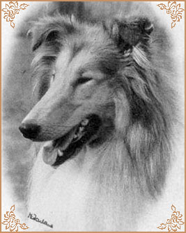 Sandiacre Sweet Georgia Brown