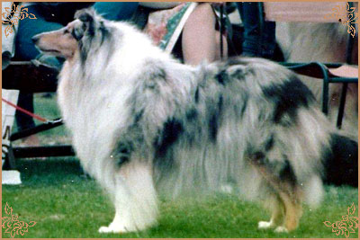 Sandridge Silver Star at Alenzone