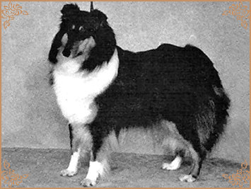 Shearcliffe Wishful Shearcliffe Wishful, Crufts Winners
