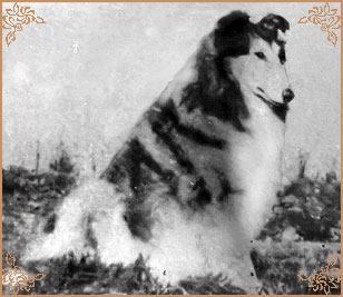 Sheildon Shani