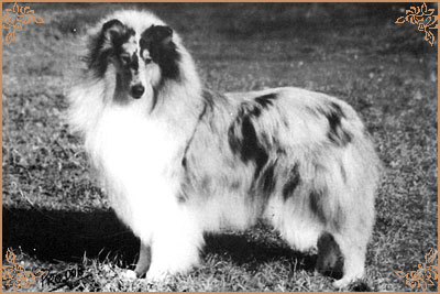Shep`s Dashing Deed In Blue