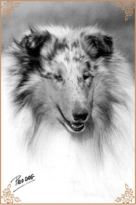 Shep`s Huckleberry Boy