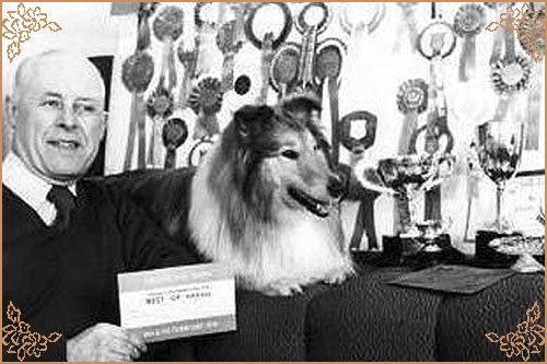 Shipelle Sensation of Seafire, Crufts Winners