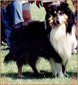 Silver Dream Black Happy Howard